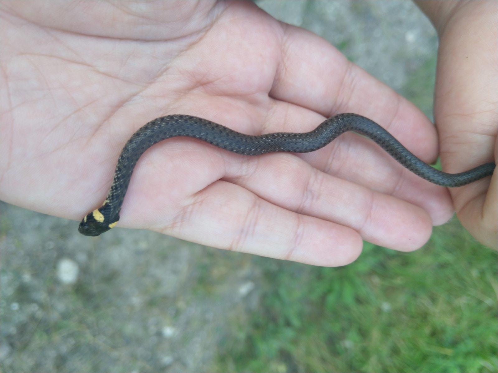 beware-of-snakes-institute-of-zoology